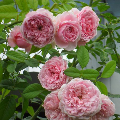 Jasnoróżowy - Róże pienne - z kwiatami róży angielskiej - korona krzaczasta